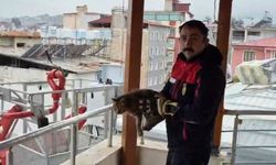 Kedi kurtaran ekibe alkış