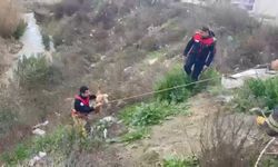 Oğlak ve Sahibini Kurtardılar