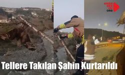 Özgürlüğe Kanat Çırptı