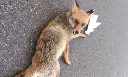 Yolda Yaralı Tilki