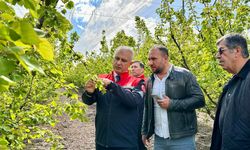 Erkenci Kayısı Bahçelerinde İnceleme