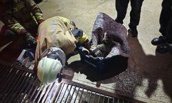 Kedi Yavruları ile Kurtarıldı