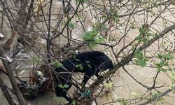 Sele kapılan köpek kurtarıldı