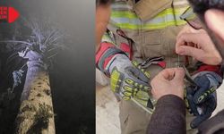 İpe Dolanan Kuş, Ağaçta Mahsur kalan kediyi Kurtardılar