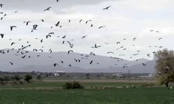 Baharın Müjdecisi Leylekler Hatay Semalarında