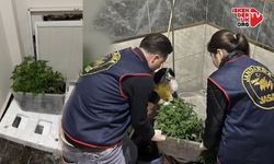 İskenderun’da Saksıda Yasaklı Madde baskını!