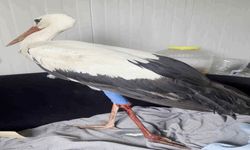 Hatay’da Göç Yolundaki Leylek Vuruldu!