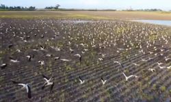 Göç Yolundaki Binlerce Leylek Amik Ovası’nda