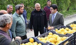 Kaymakam Limon Hasadı Yaptı