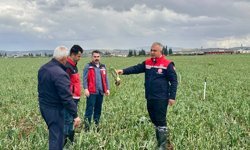 Patates Soğan Tarlasına İnceleme