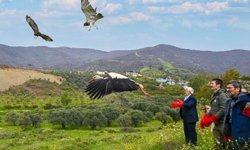 Tedavi Edilen Yabani Kuşlar doğaya bırakıldı