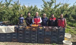 Hatay’da Erkenci Kayısı Hasadı