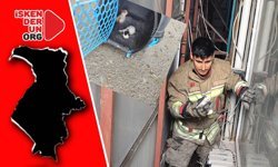 Yavru Kediler Kurtarıldı