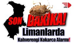 Limanlarda Kahverengi Kokarca Alarmı…