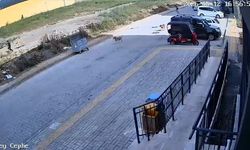 Hatay'da Çocuğu Sahipsiz Köpekler Kovaladı...