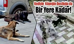 Sahipsiz Köpeklerin Saldırdığı Kedi Telef Oldu…
