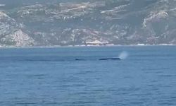 İskenderun Körfezi’nde Balina görüntülendi…