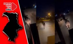 Büyükbaş Hayvan Ortalığı Karıştırdı