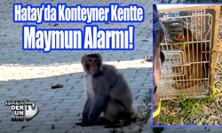 Yakalanan Maymun Milli Parklara Teslim Edildi