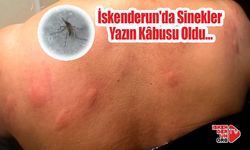 İskenderun'da Sinekler Yazın Kâbusu Oldu…