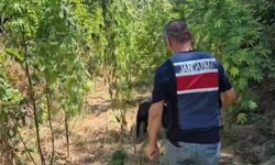 Jandarma’dan Samandağ’da Zehir Tacirlerine Darbe!