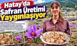 Hatay’da Safran Üretimi Yaygınlaşıyor