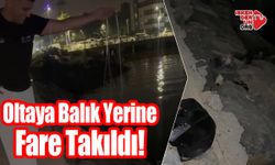 İskenderun Sahilinde Oltaya Balık Yerine Fare Takıldı!