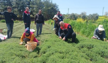 Hatay’da Kekik Hasadı Başladı