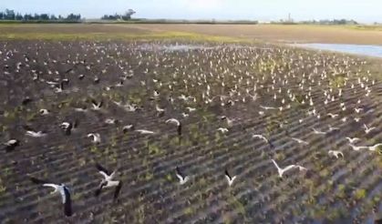Göç Yolundaki Binlerce Leylek Amik Ovası’nda