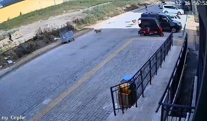 Hatay'da Çocuğu Sahipsiz Köpekler Kovaladı...