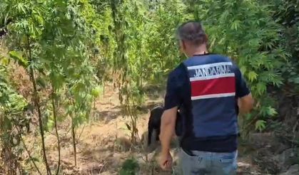 Jandarma’dan Samandağ’da Zehir Tacirlerine Darbe!