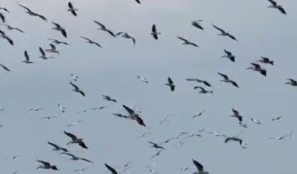 Göç yolculuğu renkli görüntülere sahne oldu