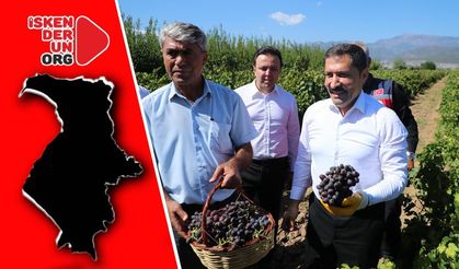 Vali Masatlı Üzüm Hasadını Başlattı