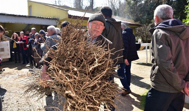 Çiftçiye erik ve hünnap desteği