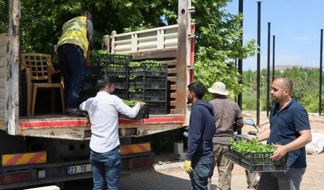 Büyükşehir’den vatandaşlara isot fidesi