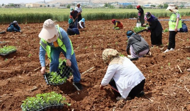 200 bin isot fidesi toprakla buluştu