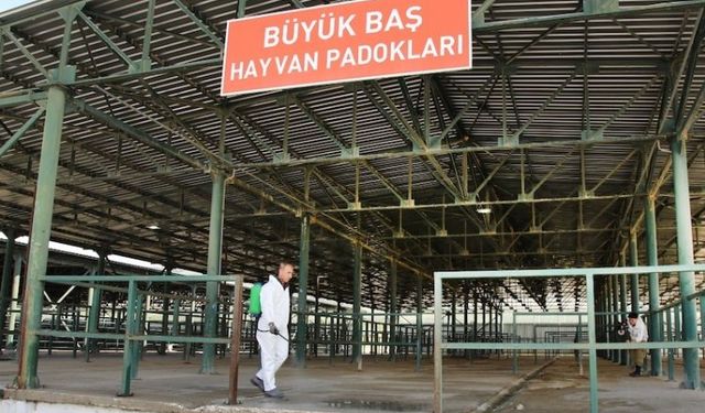 Şap tehlikesi geçti, hayvan pazarları açılıyor