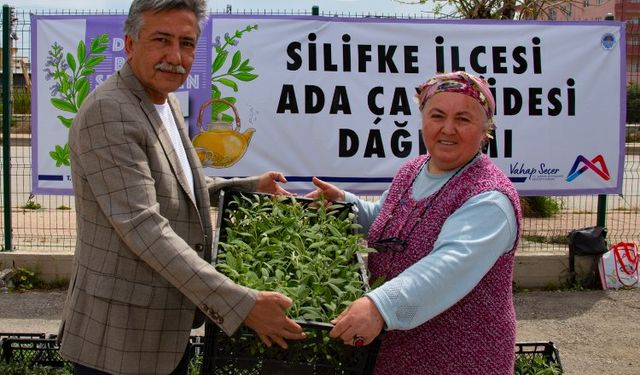 Üreticiler yeniden ada çayı fidesi ile buluştu