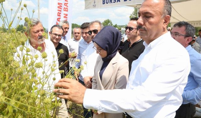 Bursa Harmancık'ta pelemir hasadı