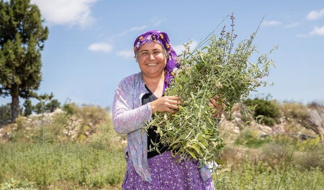 Çiftçilerin hasat sevinci