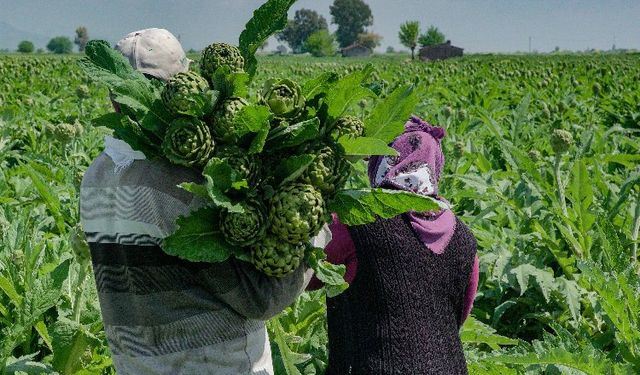 Hatay enginarlarını reyonlarında satışa sundu