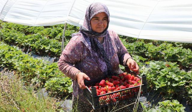 Muğla Köyceğiz Yaylaları’nın çilekleri raflarda