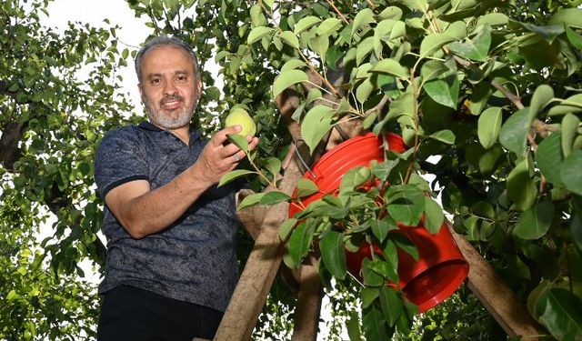 Bursa'da armut hasadı yapan çiftçiye Başkan Aktaş'tan yerinde ziyaret