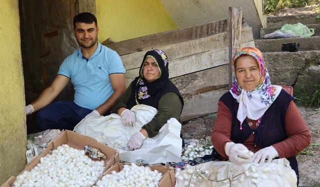 Evlerde üretilen 1 kilo kozadan 400 lira kazanıyorlar