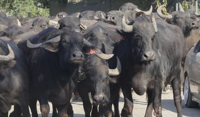 Kocaeli'den üreticilere damızlık manda boğası desteği