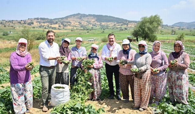 Kornişon üreticilerinde hasat sevinci