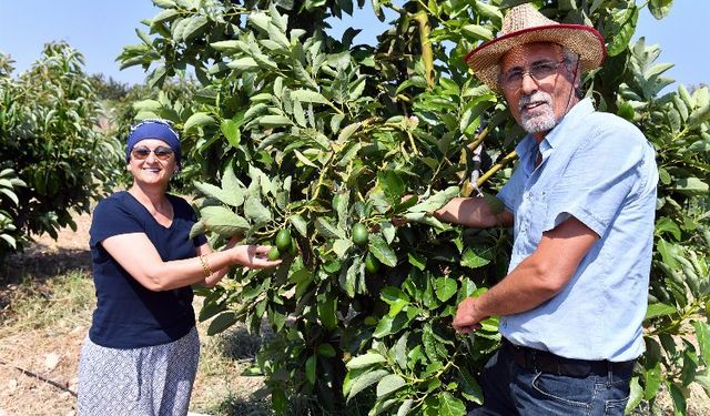 Üreticilere kazançlı avokado desteği