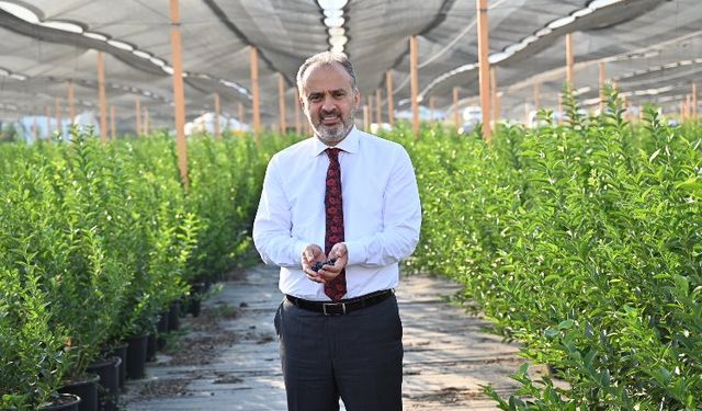 Bursa’nın yükselen değeri; tarım