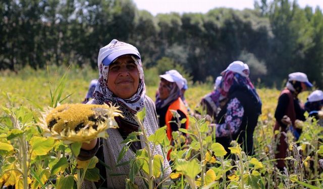 Çorum'da ayçiçeği hasadı sevinci