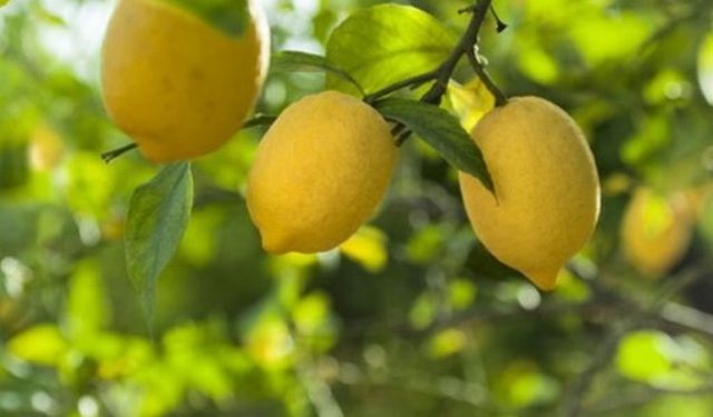 Düşük limon fiyatları üreticileri mağdur etti